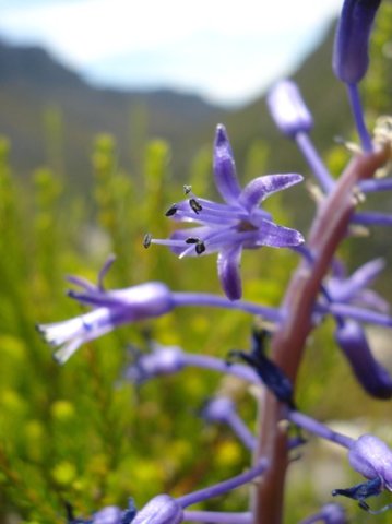 Spetaea lachenaliiflora flowers